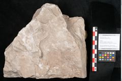 Foto (Objekt + Etikett) von Dictyopteris brongniarti Gutb. (NHMW-GEO-2024-0188-10953)